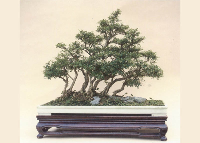 Serissa bonsai tree