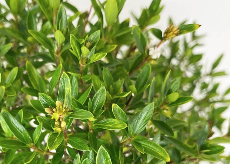 Leaves of the Serissa