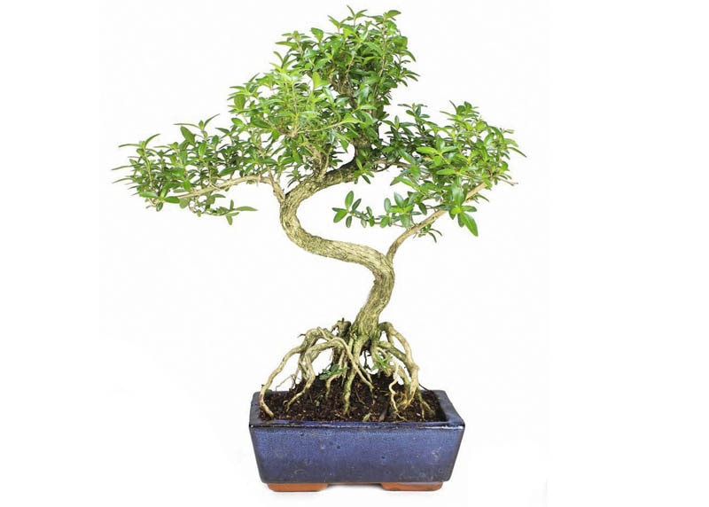 Snow rose Bonsai