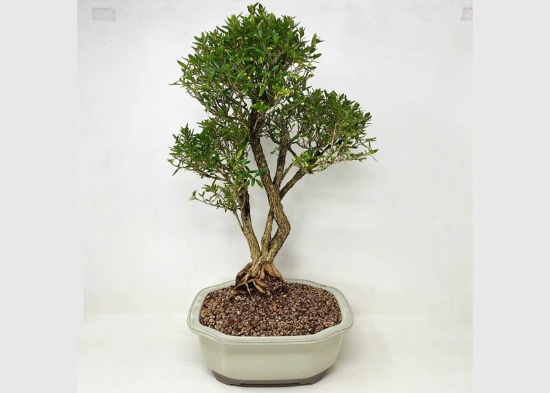 Serissa foetida