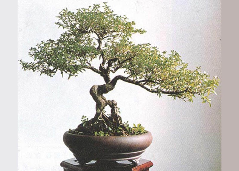 Serissa in Chinese penjing style