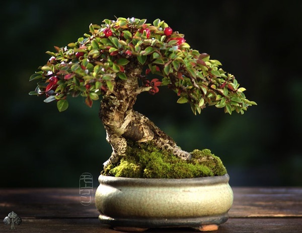 Cotoneaster Bonsai