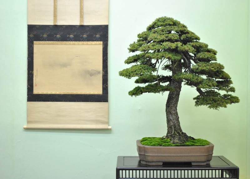 Spruce bonsai tree