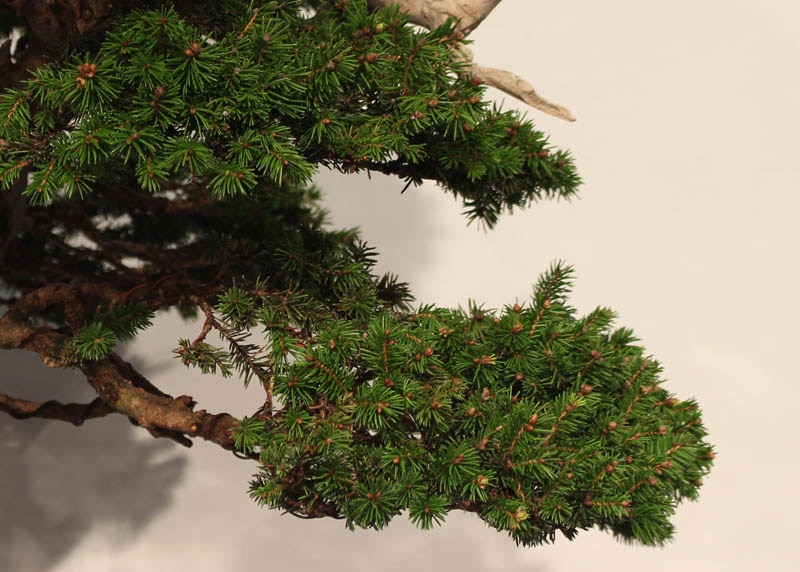Foiliage of the Spruce
