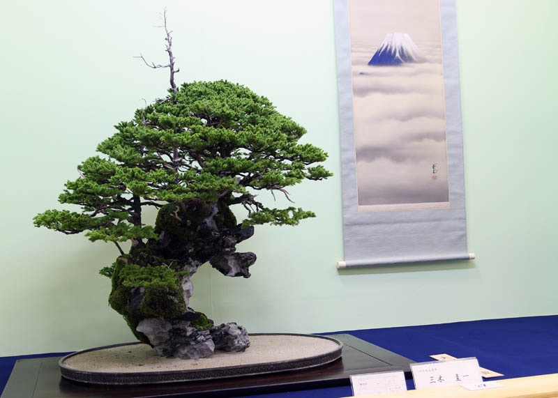 Picea bonsai on a rock at the Taikan Ten
