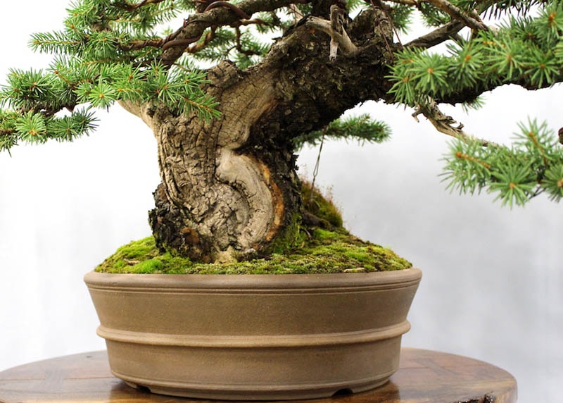 Picea pungens bonsai