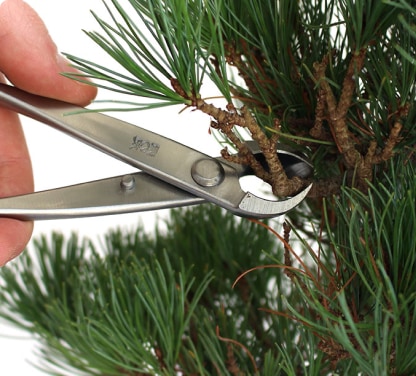 Bonsai styling