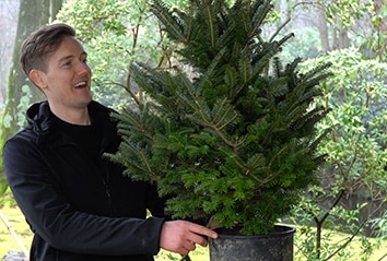 Christmas Bonsai tree!