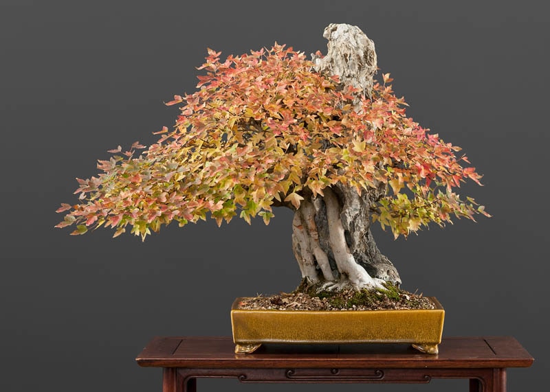 Trident maple bonsai tree