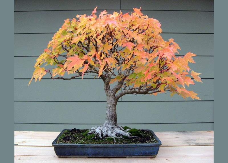 Red maple, or Acer rubrum bonsai