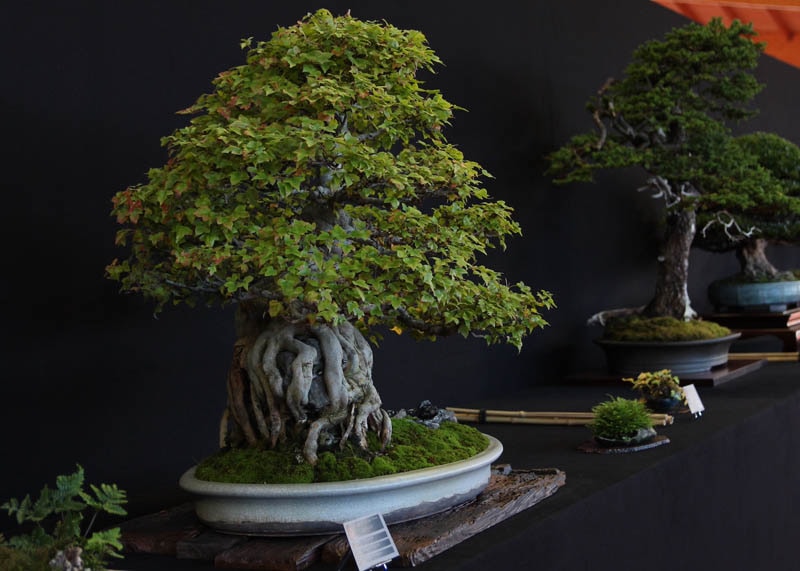 Acer Buergerianum bonsai at Bonsai San show
