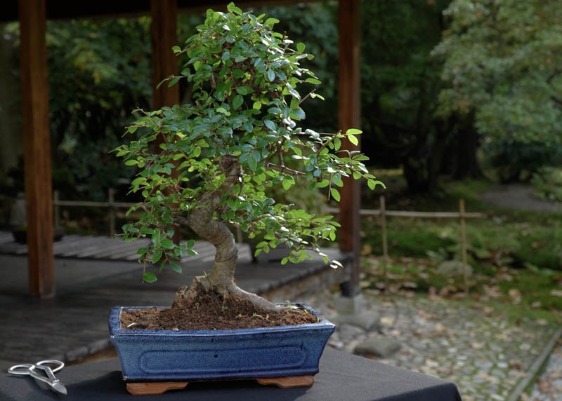 Chinese elm bonsai tree