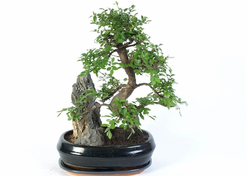 Chinese elm bonsai