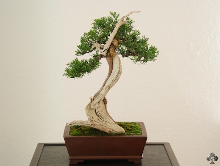 Valentin Brose bonsai