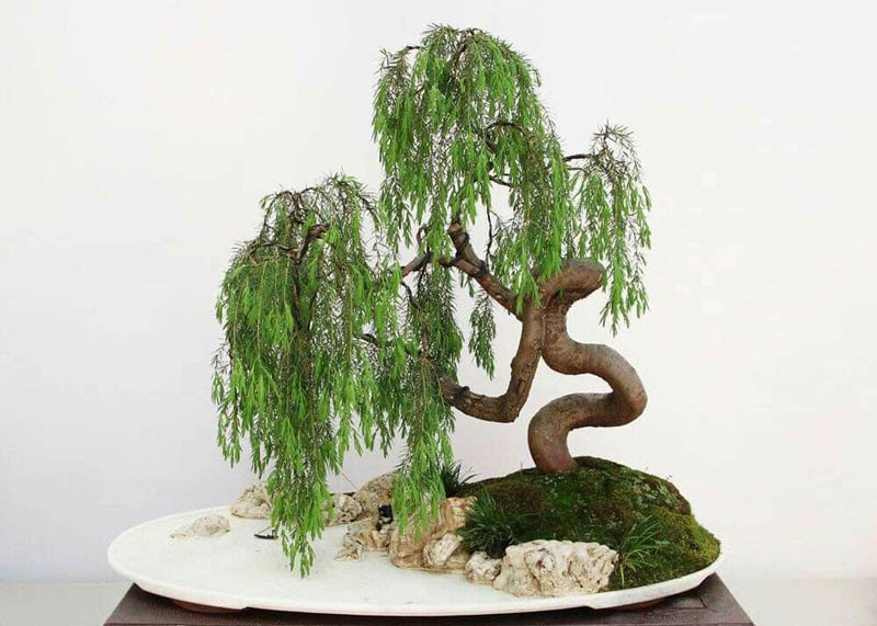 Weeping willow bonsai tree