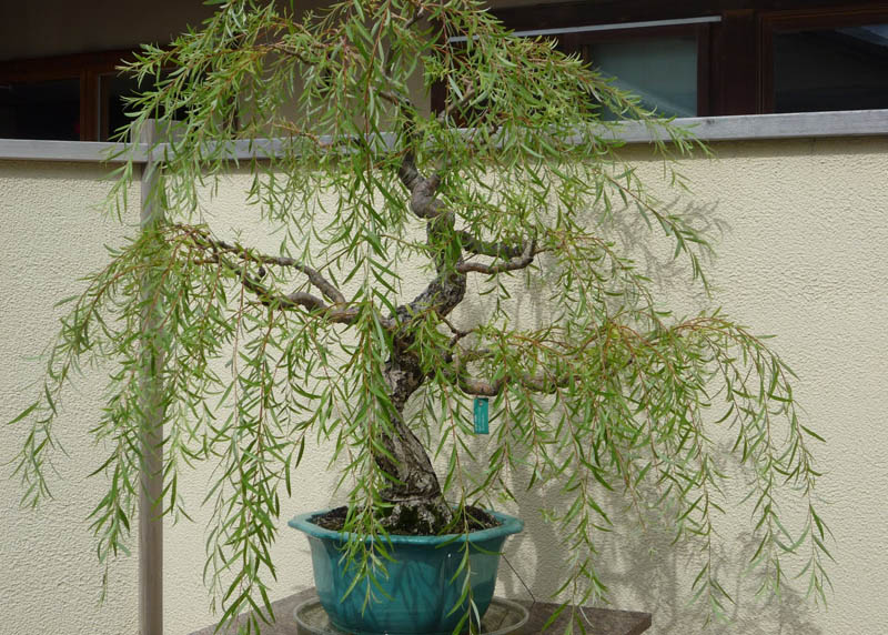 Salix babylonica or Salix alba bonsai
