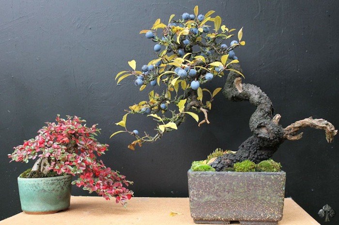 Cotoneaster bonsai, prunus spinosa
