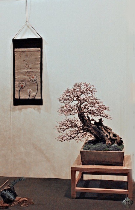 Elm bonsai by Will Baddeley