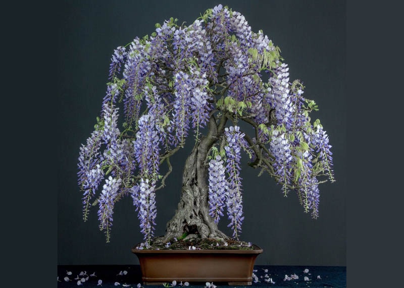 Wisteria bonsai tree