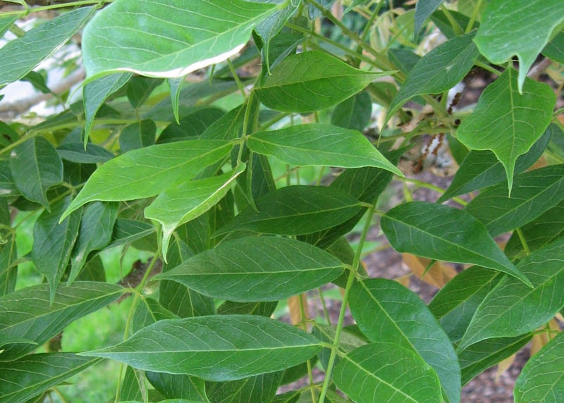 Leaves of the Wisteria
