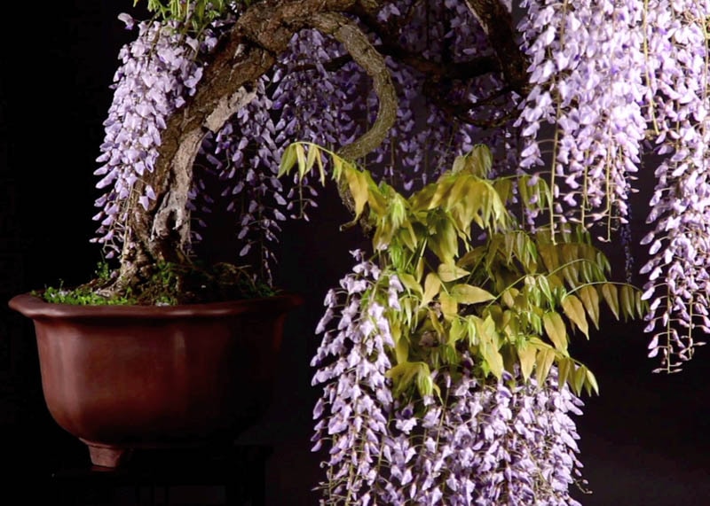 Wisteria bonsai