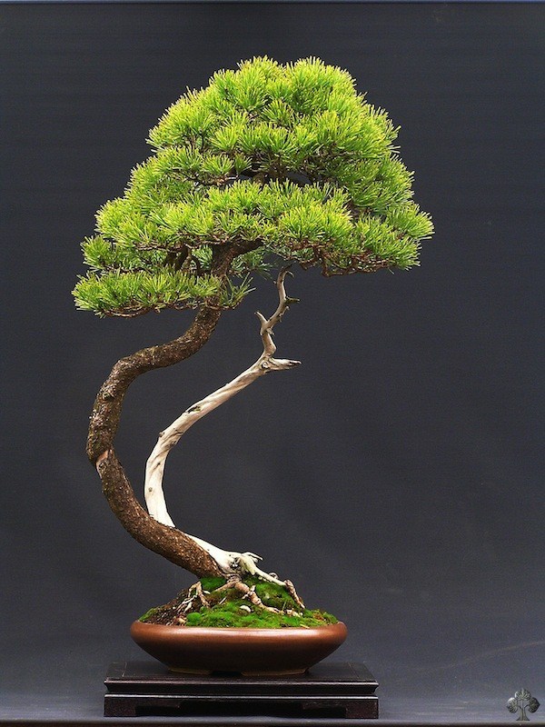 Pine bonsai by Wlodzimierz Pietraszko