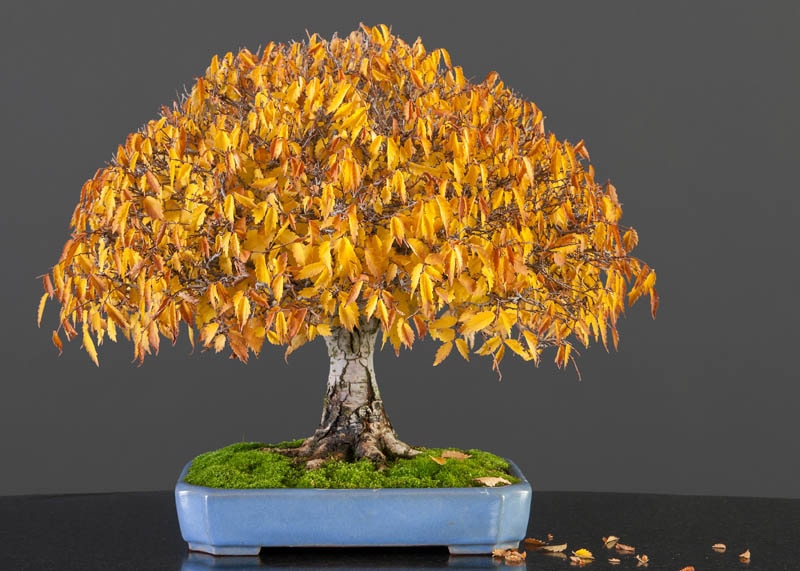 Zelkova