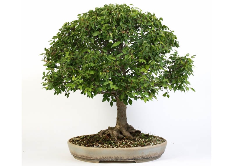 Japanese elm bonsai